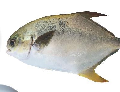 广西金鲳鱼