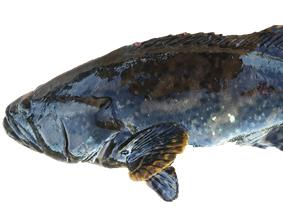 广西石斑鱼