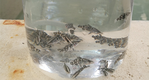 Marine fish seedlings