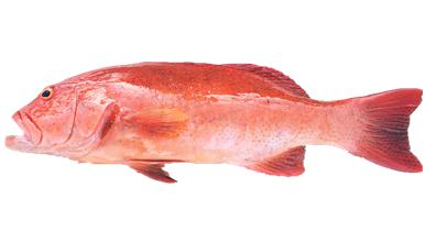 文莱海鱼
