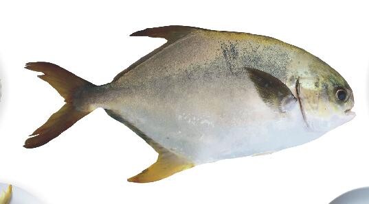 文莱深海鱼