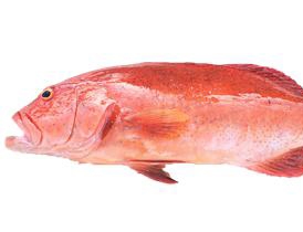 文莱海鱼